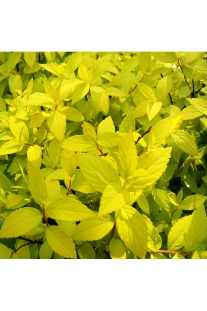 Спірея Голден Карпет із золотистим листям.